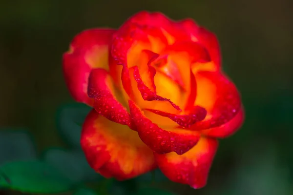 Primo Piano Incredibile Fiore Colorato Fioritura — Foto Stock