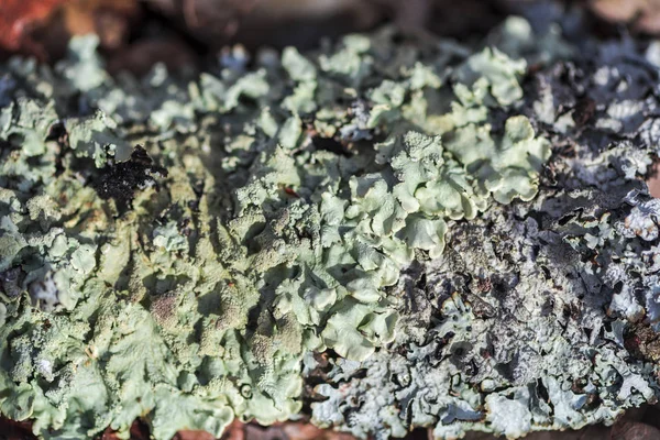 Selektiv Fokus Mögel Bakgrund Utomhus — Stockfoto