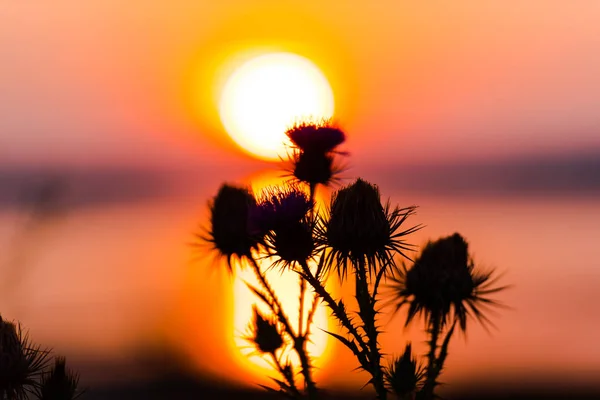 Квіти Проти Драматичного Заходу Сонця Над Річкою — стокове фото