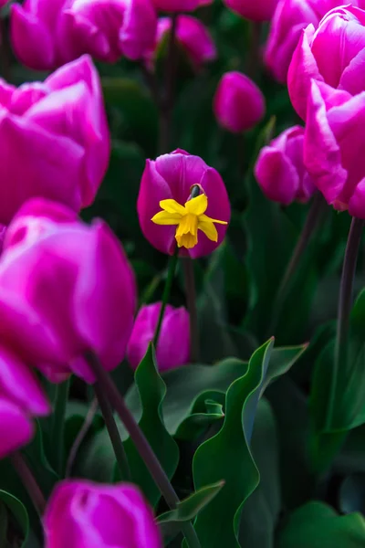 Крупним Планом Дивовижне Барвисте Квітуче Поле Квітів — стокове фото