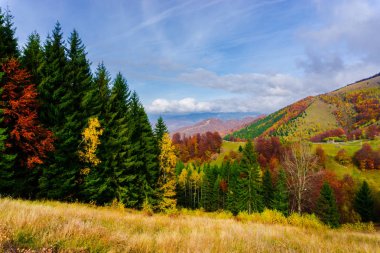 Ağaçlar ve bulutlu gökyüzü arka plan şaşırtıcı doğa manzaralı