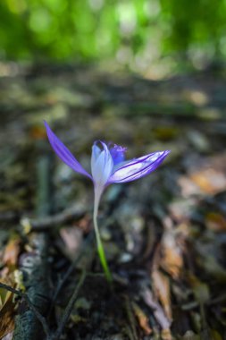 Küçük mor çiçek açan kır çiçeği atış kapatmak