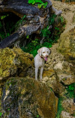 karpat dağlarında Şelale zevk köpek, Romanya