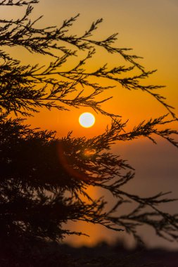 İnce tüylü dalları ile şaşırtıcı günbatımı