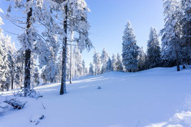 Şaşırtıcı doğa manzaralı karlı ağaçlar ve bulutlu gökyüzü arka plan