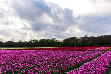 Pembe lale çiçek bulutlu gökyüzü altında alan doğal görünümünü