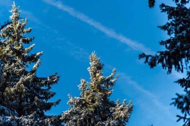 Çam ağaçları ve bulutlu gökyüzü arka plan şaşırtıcı doğa manzaralı