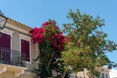 pembe çiçek açan ağaç ev balkon tarafından