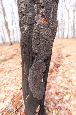Ormanda ağaç kabuğu yakın