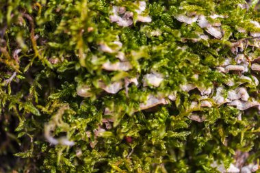 Bulanık arka plan seçici odağında kalıp