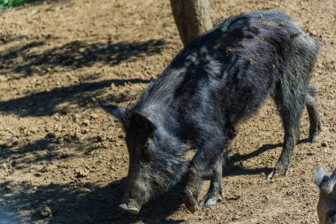 Komik küçük domuzu orman çayır üzerinde