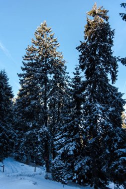 Çam ağaçları ve bulutlu gökyüzü arka plan şaşırtıcı doğa manzaralı