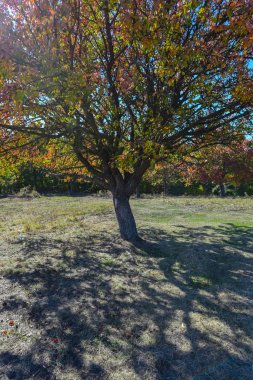 Büyük renkli ağaç ve mavi gökyüzü arka plan ile şaşırtıcı doğa