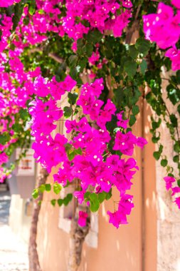 yemyeşil pembe çiçek açan çiçekler atış kapatmak