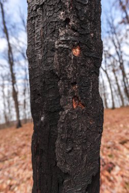 Orman çayır üzerinde şaşırtıcı doğa görünümü