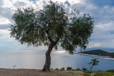 Ağaç ve denizin üstünden manzara