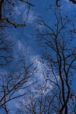 Mavi gökyüzüne karşı çıplak ağaçlar