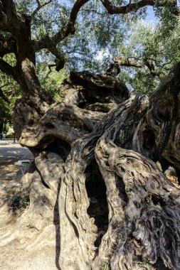 Curvy kökleri ile eski ilginç ağaç