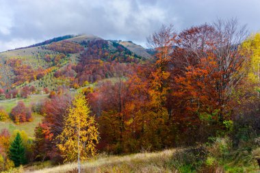 Ağaçlar ve bulutlu gökyüzü arka plan şaşırtıcı doğa manzaralı