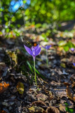 Küçük mor çiçek açan kır çiçeği atış kapatmak