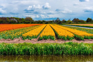 İnanılmaz renkli çiçek açan çiçekler yakın çekim