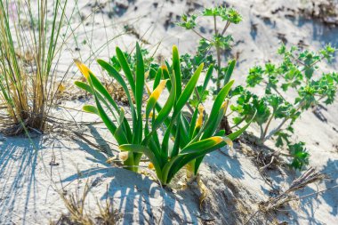 Ormanda bahar çiçekleri.