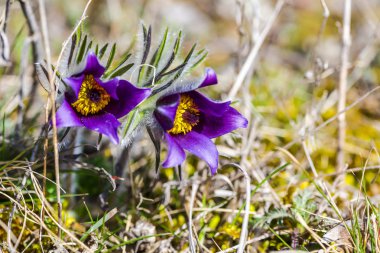 Şaşırtıcı ihale çiçek açan çiçekler yakın çekim