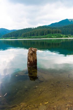 Güzel gölde testere ağacı 