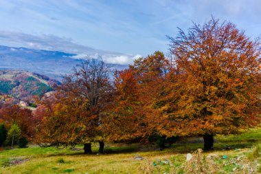 Ağaçlar ve bulutlu gökyüzü arka plan şaşırtıcı doğa manzaralı