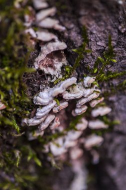 Küf arka plan açık havada seçici odak