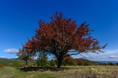 Kırmızı foliaged ağacı doğal görünümünü tarih Pzr çayır ışıklı