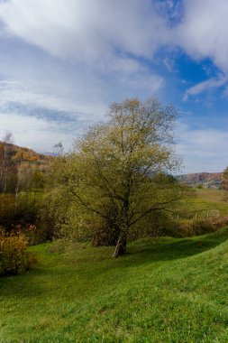 Ağaçlar ve bulutlu gökyüzü arka plan şaşırtıcı doğa manzaralı