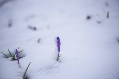 Karla kaplı orman zeminine erken ilkbaharda büyüyen vahşi çiğdem çiçek