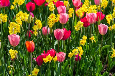 İnanılmaz renkli çiçek açan çiçekler yakın çekim