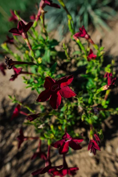 Primo Piano Incredibili Fiori Colorati Fiore — Foto Stock