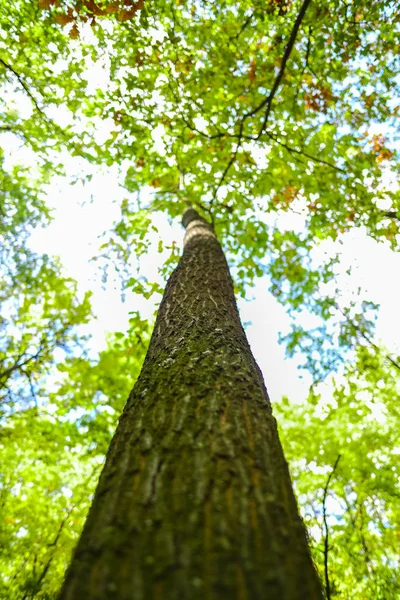 Vista Dal Basso Verso Alto Del Vecchio Albero Sul Prato — Foto Stock