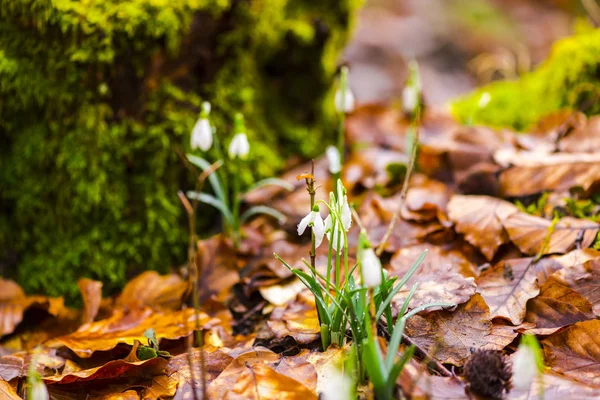 Крупним Планом Дивовижні Барвисті Квітучі Квіти — стокове фото