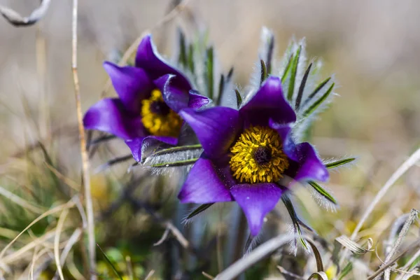 Şaşırtıcı ihale çiçek açan çiçekler yakın çekim