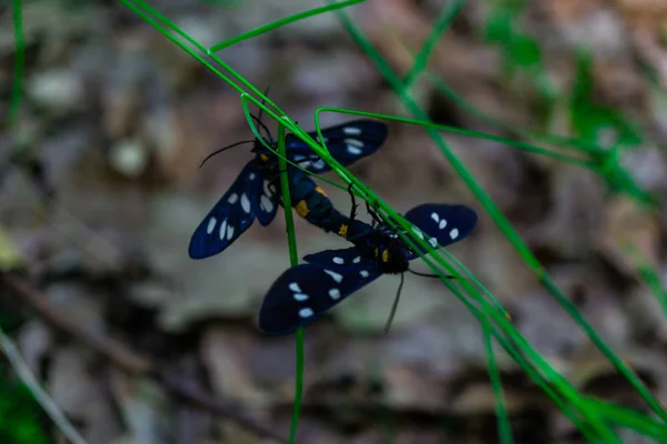 Bliska Motyla — Zdjęcie stockowe