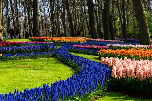 Nanılmaz Renkli Çiçek Açan Çiçekler Yakın Çekim — Stok fotoğraf
