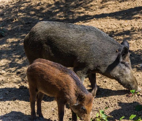 Grappige Kleine Beren Bos Weide — Stockfoto