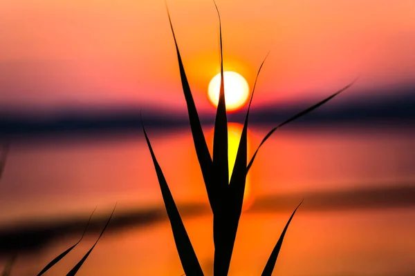 背景にぼやけた劇的な夕日を持つ花 — ストック写真