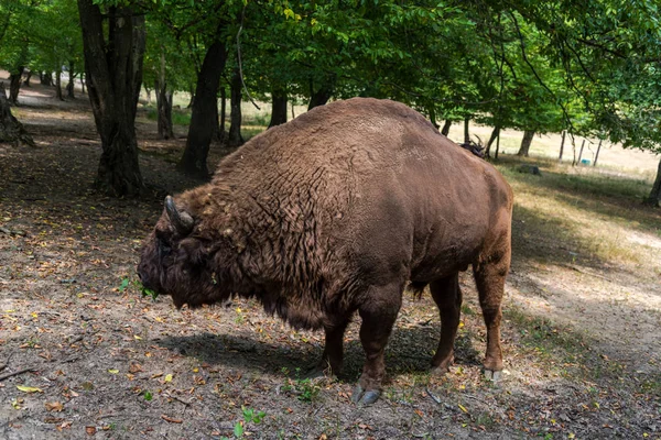 Énorme Bison Arrière Plan Prairie Forestière — Photo