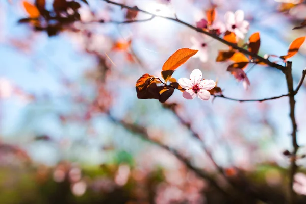 Close Van Verbazingwekkende Kleurrijke Bloeiende Bloemen — Stockfoto