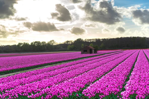 Close Amazing Colorful Blooming Flowers Field — Stock Photo, Image