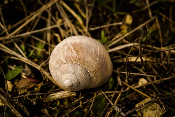 Lumaca Nella Foresta — Foto Stock