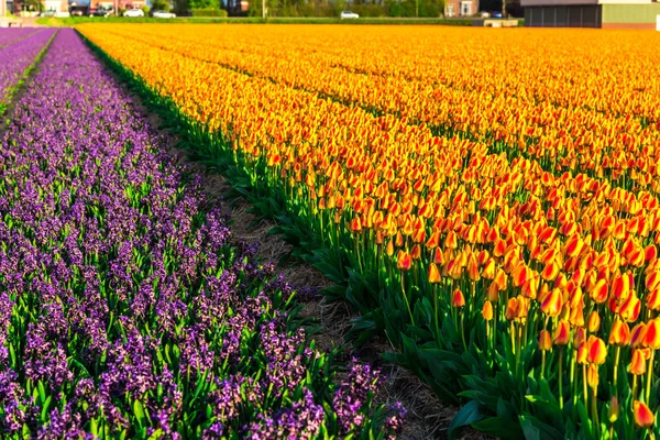 Närbild Fantastiska Färgglada Blommande Blommor Fält — Stockfoto