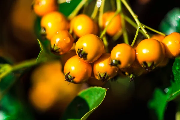 Yellow Currant Garden — Stock Photo, Image