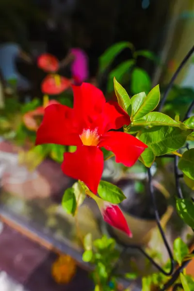 Primer Plano Flores Florecientes Colores Increíbles — Foto de Stock