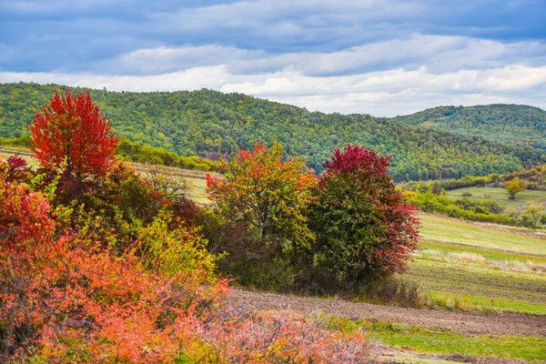 Nature Incroyable Avec Des Arbres Colorés Autour — Photo